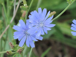 Chicory