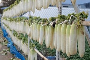 Daikon