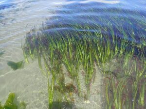 Eelgrass