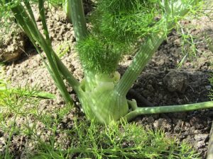 Florence fennel