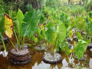 Giant swamp taro