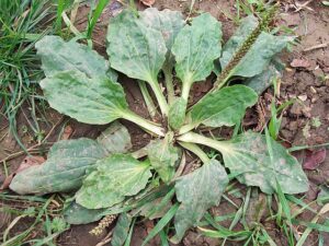 Greater plantain