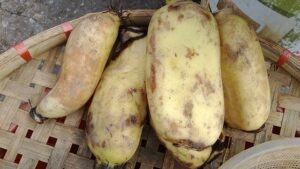 Lotus root