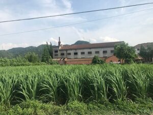 Manchurian wild rice