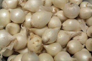 Pearl onion