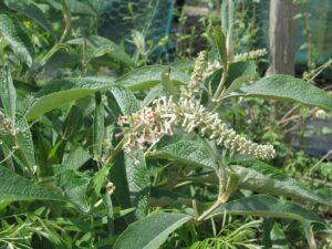 Spiny amaranth