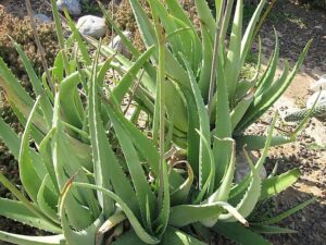 Aloe Vera