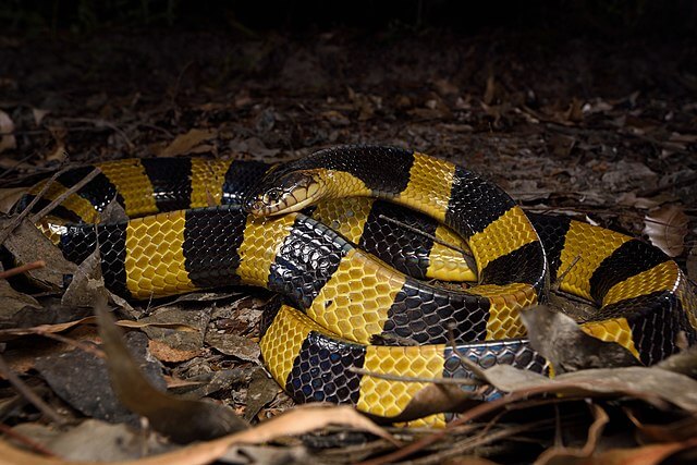 Banded Krait