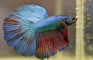 Betta