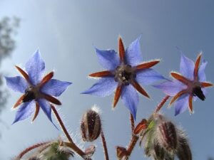 Borage