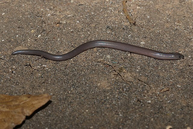 Brahminy Blindsnake