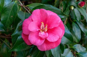 Camellia