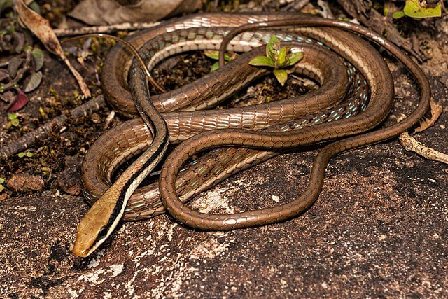 Common Bronzeback Tree Snake