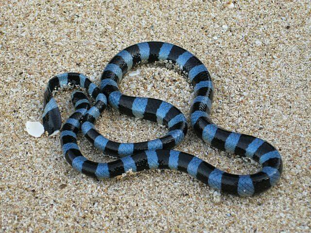 Common Seasnake