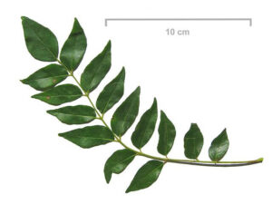 Curry leaf or sweet neem leaf