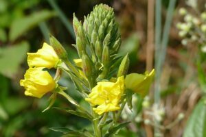 Evening primrose