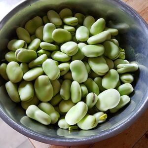 Fava Bean