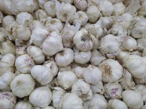 Garlic