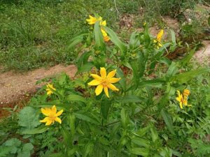 Guizotia abyssinica