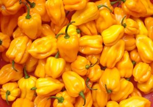 Hainan yellow lantern chili