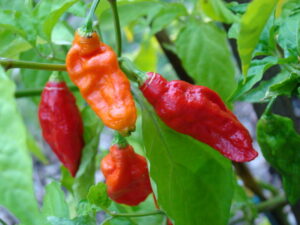 Hottest chili pepper