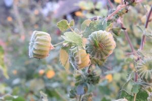 Indian Mallow