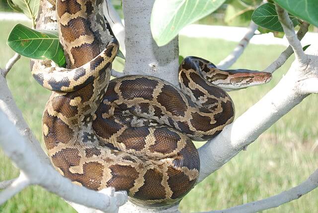 Indian Python