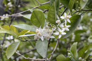 Neroli