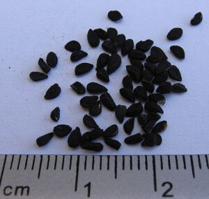 Nigella seed