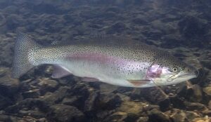 Rainbow trout