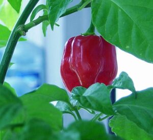 Red Savina pepper