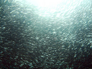 Sardine