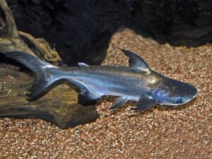 Shark Catfish
