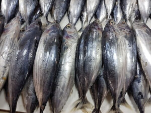 Skipjack Tuna