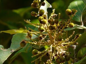 Soap Nut Tree of South India