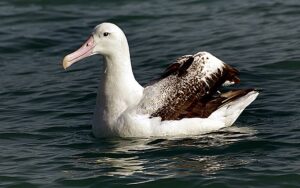 Albatross