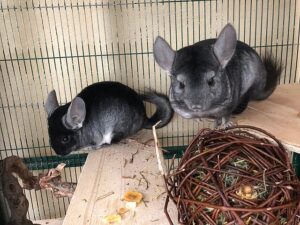 Chinchillas