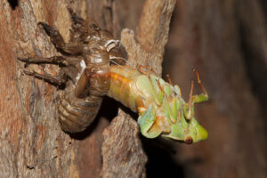 Cicada Molting