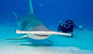 Hammerhead shark