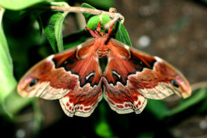 Promethea Moth