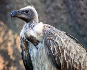 Vulture