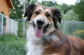 Australian Shepherd