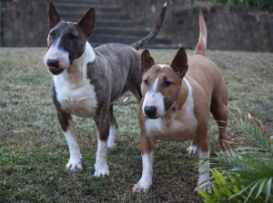 Bull Terrier