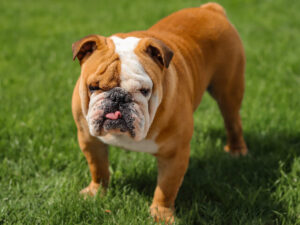 Bulldog