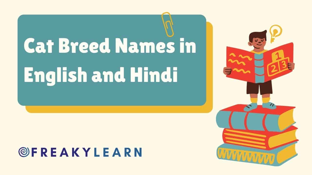 Cat Breed Names in English and Hindi