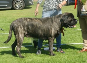 English Mastiff