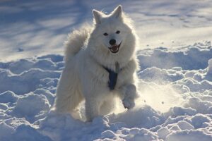 Samoyed