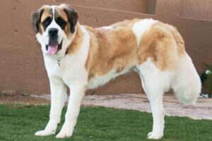 St. Bernard