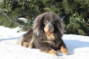 Tibetan Mastiff